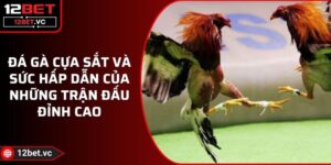 Đá Gà Cựa Sắt Và Sức Hấp Dẫn Của Những Trận Đấu Đỉnh Cao