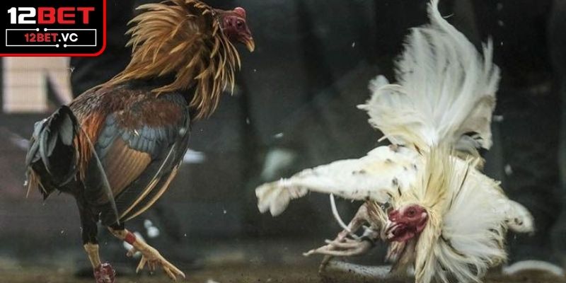 Lý do người tham gia nên chọn 12BET để cược chọi gà 