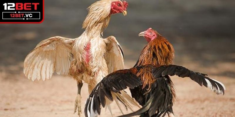 Những quy định trong một trận đấu gà 