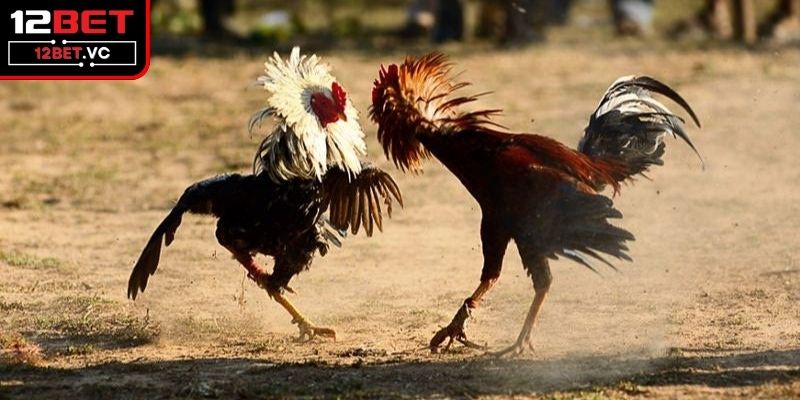 Tổng quan thông tin về đá gà cựa sắt cho anh em mới