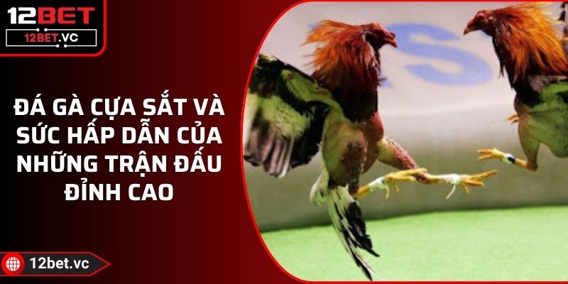 Đá Gà Cựa Sắt Và Sức Hấp Dẫn Của Những Trận Đấu Đỉnh Cao