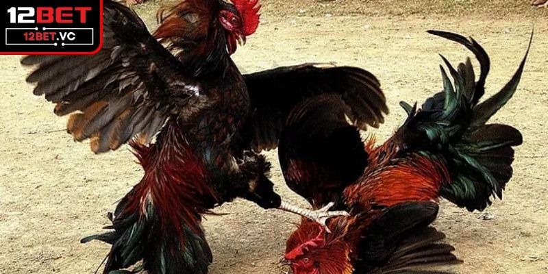 Giải đáp về câu hỏi của anh em đá gà đòn là gì 