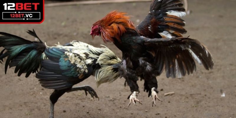 Sự đặc biệt khi người chơi tham gia đá gà tại sân chơi 
