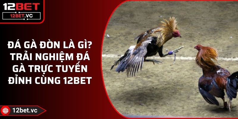 Đá Gà Đòn Là Gì? Trải Nghiệm Đá Gà Trực Tuyến Đỉnh Cùng 12BET