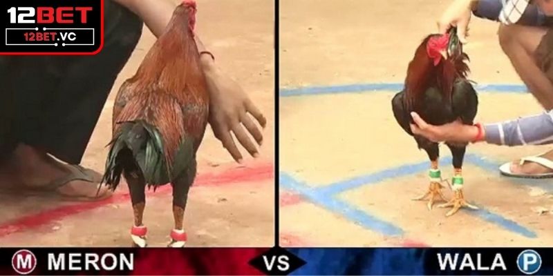 Hình thức đá gà cựa dao kịch tính từng phút giây 