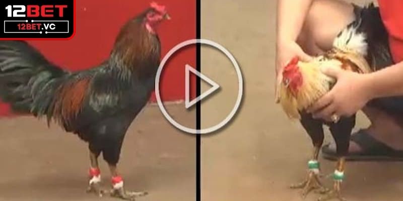 Khái quát về hình thức live đá gà trực tiếp tại 12BET 