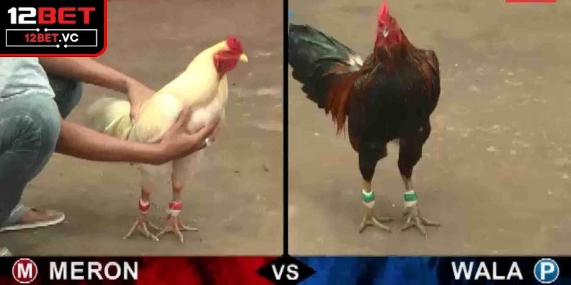 Thao tác tham gia các live của sân chơi 