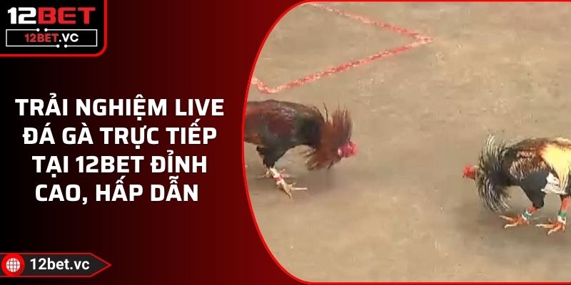Trải Nghiệm Live Đá Gà Trực Tiếp Tại 12BET Đỉnh Cao, Hấp Dẫn