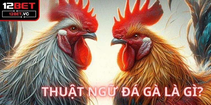 Những thuật ngữ đá gà cơ bản và dễ hiểu cho anh em 