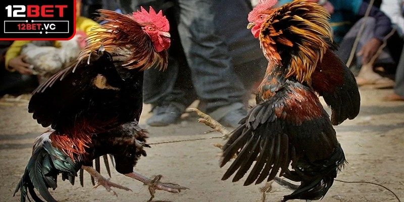 Khám phá lịch sử và nguồn gốc của loại hình đá gà 