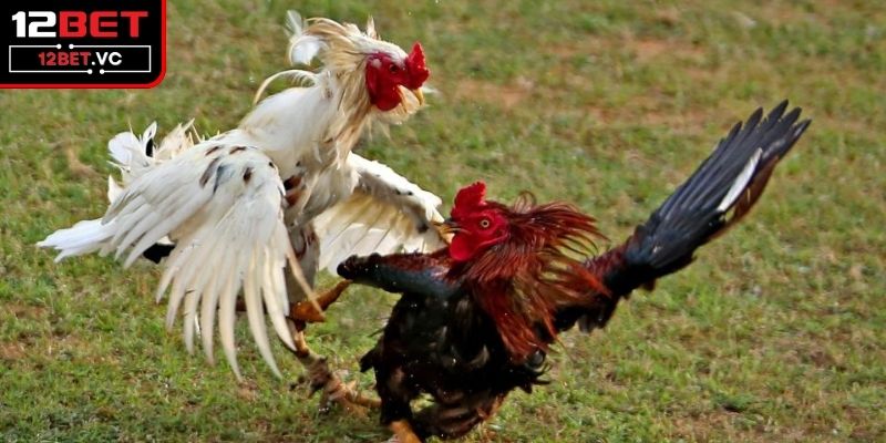 Lưu ý khi cược thủ tham gia cược đấu gà 