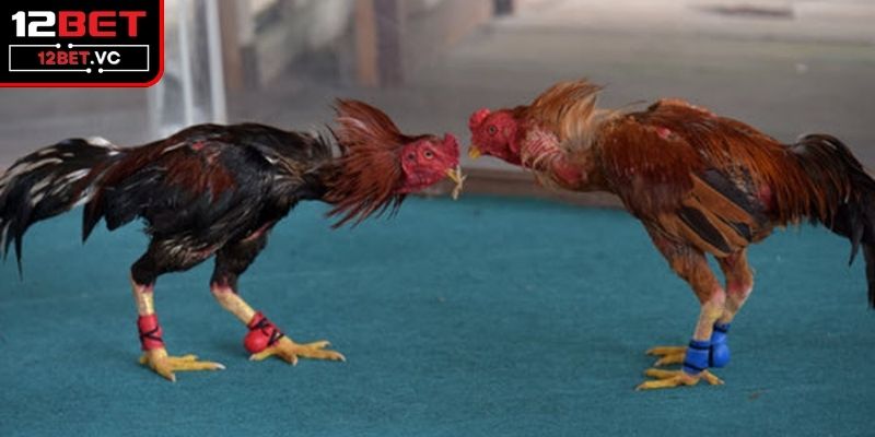 Đá gà cựa sắt quen thuộc với cược thủ 